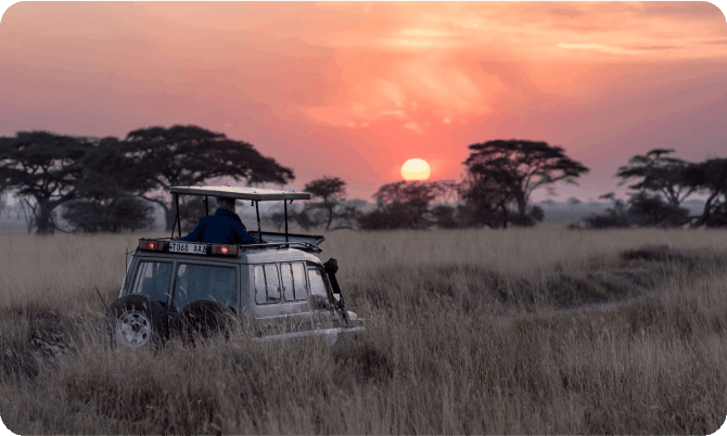 Jungle Safari